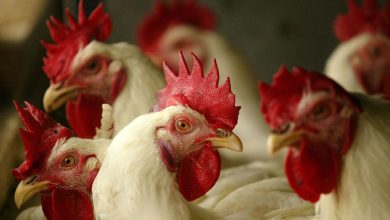 Photo of Cuáles son las razones de los brotes de gripe aviar que avanzan en Sudamérica