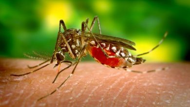 Photo of Dengue y cambio climático: ¿la sequía es un factor determinante en la transmisión de la enfermedad?