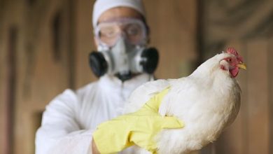 Photo of 9 claves sobre la gripe aviar: cuál es el riesgo para los humanos y por qué se deben sacrificar otros animales