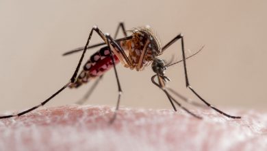 Photo of Aumentan los casos autóctonos de dengue en el país: detectaron el primer caso en Rosario