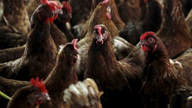 Photo of Gripe aviar: suman 26 los casos detectados en 8 provincias