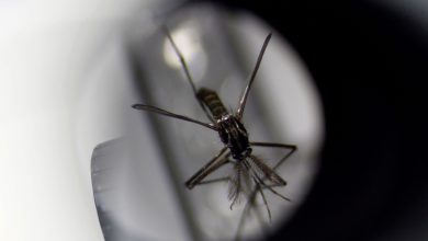 Photo of Histórico brote de dengue: 44 muertos y aumento en el número de casos