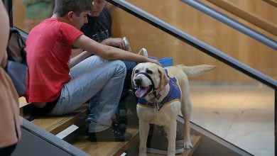 Photo of Día Mundial de Concientización sobre el TEA: cómo se entrenan los perros de asistencia y qué terapias hacen