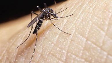 Photo of Las 5 razones que explican por qué el AMBA y el noroeste son las zonas más golpeadas por el dengue en el país