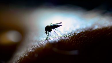 Photo of El mosquito del dengue pica de día y de noche: cuáles son las horas más riesgosas