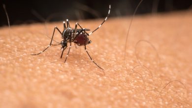 Photo of ¿El dengue puede dejar secuelas?: todo lo que hay que saber