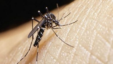 Photo of Dengue: en qué casos existe riesgo de desarrollar enfermedad grave