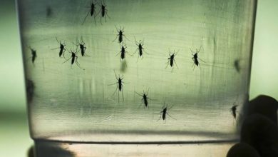 Photo of Las 13 preguntas sobre dengue: desde cuáles son los síntomas hasta cómo se puede prevenir