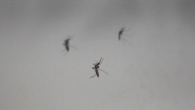 Photo of Qué es el DENV-2: el serotipo detrás de 3 de cada 4 muertes por dengue en la Argentina