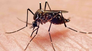 Photo of Cómo reconocer al mosquito del dengue y qué medidas se pueden adoptar para evitar ser picados