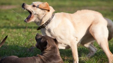 Photo of Alerta jaurías: por qué los perros domésticos pueden atacar a un niño de su familia