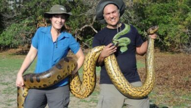 Photo of Descubren la existencia de una nueva especie de anaconda: es la más grande del mundo
