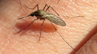 Photo of Expertos del Conicet explicaron las causas del aumento de mosquitos en el país