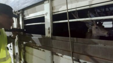 Photo of Un camión llevaba ilegalmente ocho ciervos vivos a Santiago de Estero