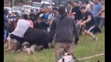 Photo of Cientos de personas faenaron animales que iban en un camión que volcó