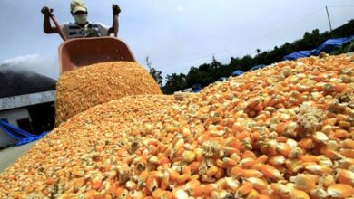 Photo of Derrumbe en precios de granos y paralización de ventas