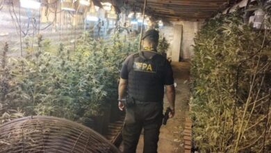 Photo of Descubren un vivero de marihuana en una casa de Córdoba: secuestraron 11.000 kilos