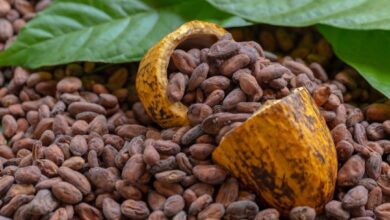 Photo of Expertos indican que la producción de cacao, cerveza y café está en peligro a nivel mundial