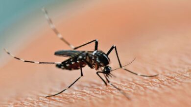 Photo of Desde agosto se confirmaron 2668 casos y dos fallecimientos por dengue en Córdoba