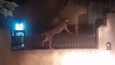 Photo of Pánico por un puma en Necochea: el animal fue atrapado en plena ciudad