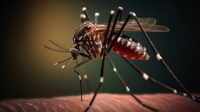 Photo of “La proliferación del dengue se debe a la urbanización no planificada”