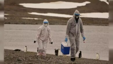 Photo of Gripe aviar en la Antártida: pingüinos y otras especies fueron infectados