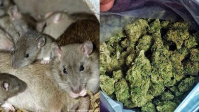 Photo of Nueva Orleans: ratas se comieron un cargamento completo de marihuana