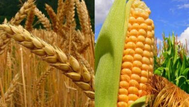 Photo of El trigo y el maíz tocaron mínimos de 2020 ante una disminución en las exportaciones