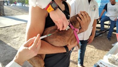 Photo of Vacunarán contra la rabia a perros y gatos de forma gratuita en el Parque de las Tejas
