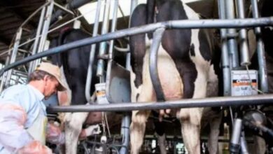 Photo of La producción de leche en Argentina cayó un 12% en febrero