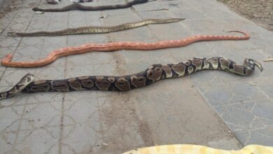 Photo of Encuentran cinco serpientes dentro de un contenedor en un barrio de Córdoba