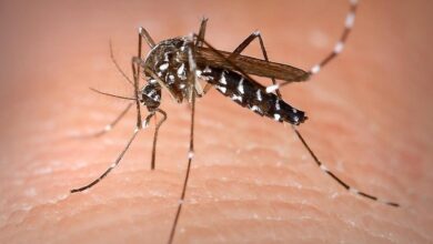 Photo of Se registró la primera muerte por coinfección de dengue en Argentina