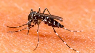 Photo of Dengue: fuerte suba de contagios y más muertes