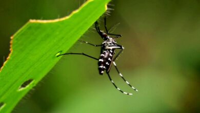 Photo of El impacto del frío en la circulación de mosquitos: qué se aconseja hacer con este clima