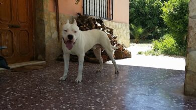 Photo of Córdoba: entró a robar, fue atacado por perros dogos y terminó detenido e internado