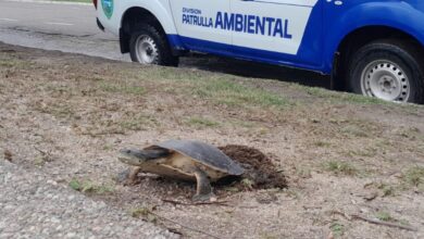 Photo of Filmaron a una tortuga acuática mientras ponía huevos en el Parque Sarmiento