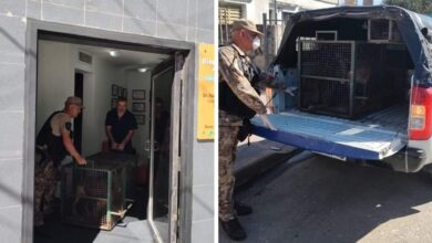 Photo of Maltrato animal: rescataron perros y gatos en condiciones deplorables en una vivienda de Córdoba