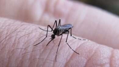 Photo of Dengue: piden al Gobierno de Milei que intervenga en la producción de repelentes