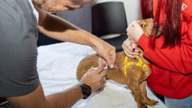 Photo of Feria circular de la Familia Multiespecie: vacuna antirrábica gratuita para mascotas