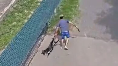Photo of Horror en un country de Córdoba: un hombre golpeó brutalmente a un perro con un palo