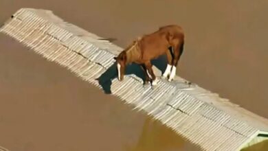 Photo of Inundaciones en Brasil: el emocionante rescate de un caballo que recorre el mundo