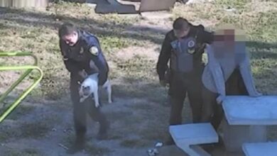 Photo of Video: robó un perro del jardín de una casa en Córdoba y fue detenido en una plaza