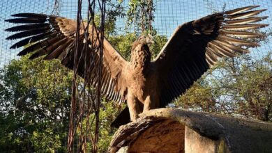 Photo of Murió el cóndor cordobés que había nacido en cautiverio y fue trasladado a la Patagonia