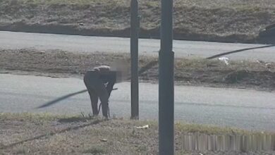 Photo of Video: detienen a un joven robando cables del almbrado en un barrio de Córdoba