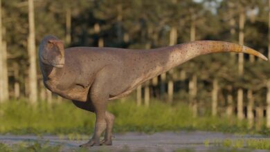 Photo of El fascinante hallazgo de Koleken inakayali, otro dinosaurio carnívoro en Chubut