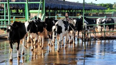 Photo of Las vacas lecheras están contagiando a seres humanos