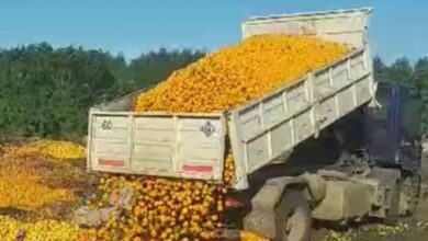 Photo of Tiran toneladas de mandarinas podridas en un basural por la baja de consumo