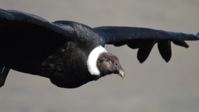 Photo of Fauna autóctona de Córdoba: actualizaron el listado de especies amenazadas