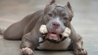 Photo of Un cachorro de Pitbull atacó a un adolescente en barrio Guiñazú