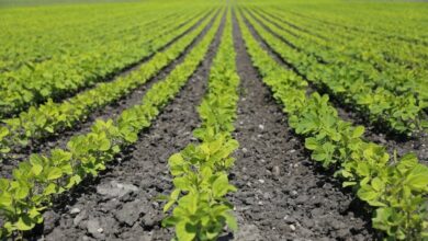 Photo of Argentina es el único país entre los líderes agrícolas del mundo cuyas exportaciones caen